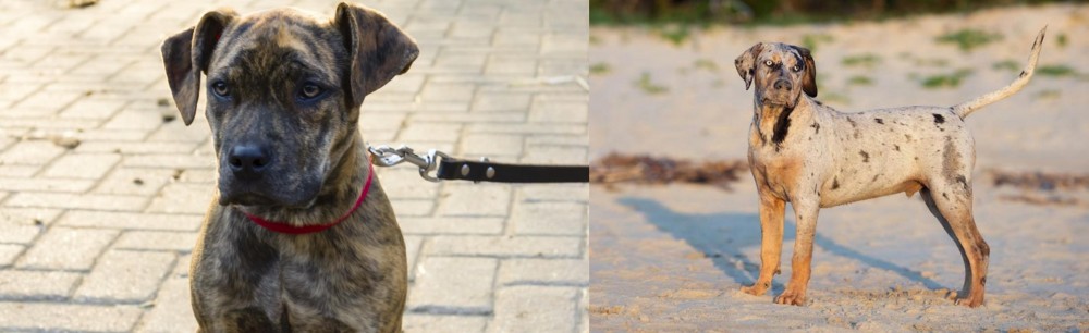 Catahoula Cur vs Catahoula Bulldog - Breed Comparison