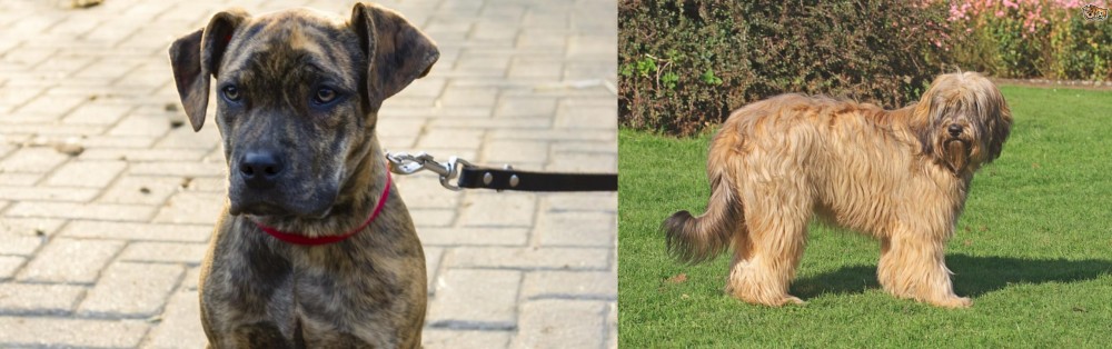 Catalan Sheepdog vs Catahoula Bulldog - Breed Comparison