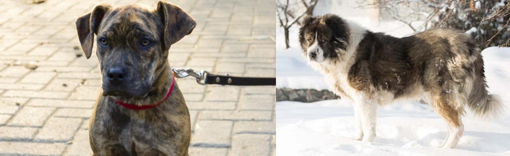 Caucasian Shepherd vs Catahoula Bulldog - Breed Comparison