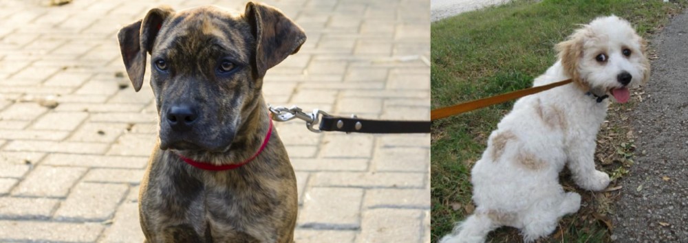 Cavachon vs Catahoula Bulldog - Breed Comparison
