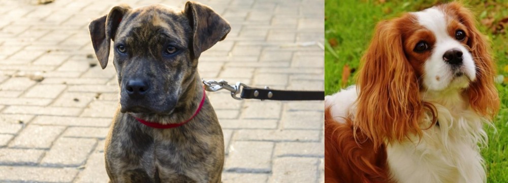 Cavalier King Charles Spaniel vs Catahoula Bulldog - Breed Comparison