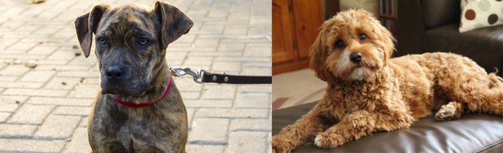 Cavapoo vs Catahoula Bulldog - Breed Comparison