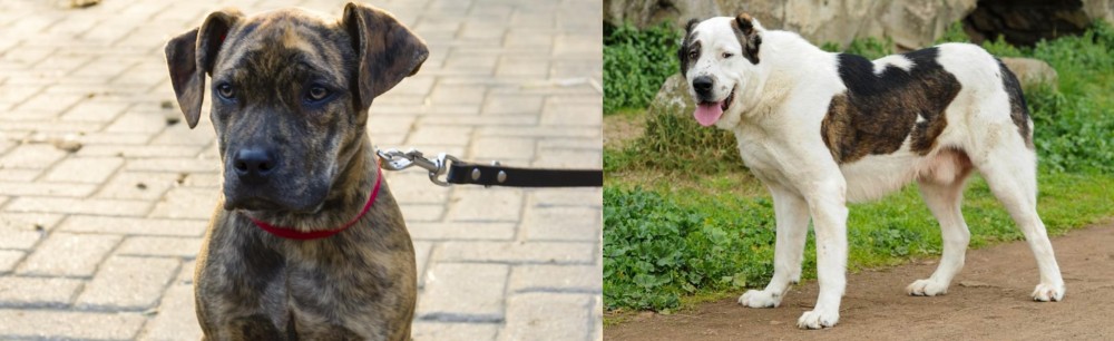 Central Asian Shepherd vs Catahoula Bulldog - Breed Comparison