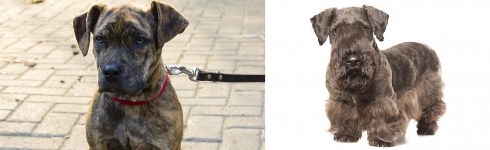Cesky Terrier vs Catahoula Bulldog - Breed Comparison