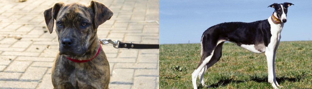 Chart Polski vs Catahoula Bulldog - Breed Comparison