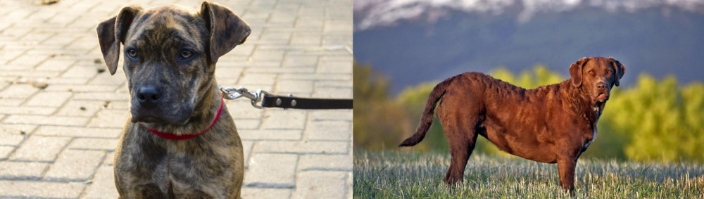 Chesapeake Bay Retriever vs Catahoula Bulldog - Breed Comparison