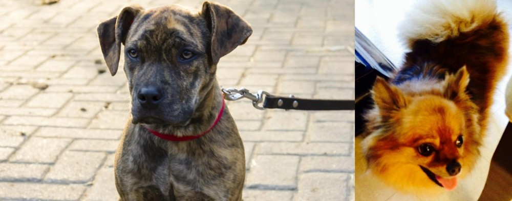 Chiapom vs Catahoula Bulldog - Breed Comparison
