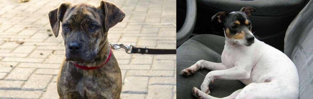 Chilean Fox Terrier vs Catahoula Bulldog - Breed Comparison