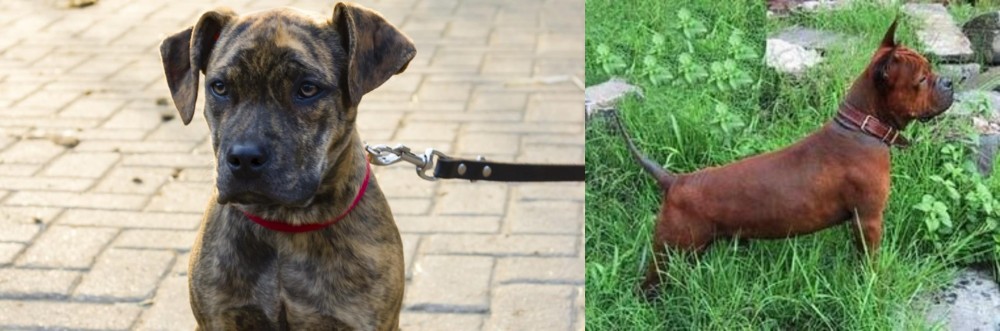 Chinese Chongqing Dog vs Catahoula Bulldog - Breed Comparison