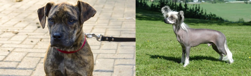 Chinese Crested Dog vs Catahoula Bulldog - Breed Comparison