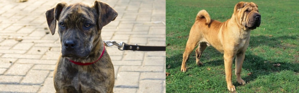 Chinese Shar Pei vs Catahoula Bulldog - Breed Comparison