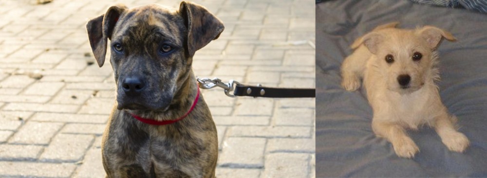 Chipoo vs Catahoula Bulldog - Breed Comparison