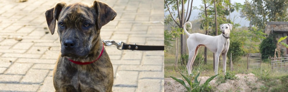 Chippiparai vs Catahoula Bulldog - Breed Comparison