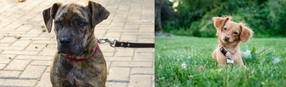 Chiweenie vs Catahoula Bulldog - Breed Comparison