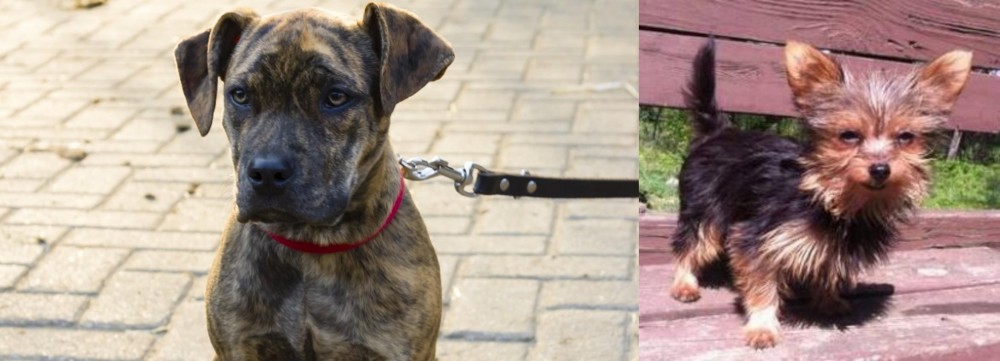 Chorkie vs Catahoula Bulldog - Breed Comparison