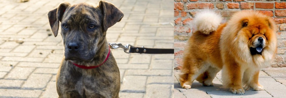 Chow Chow vs Catahoula Bulldog - Breed Comparison
