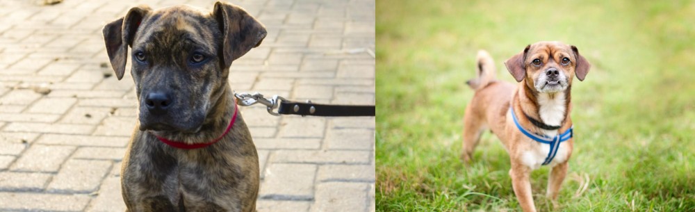 Chug vs Catahoula Bulldog - Breed Comparison