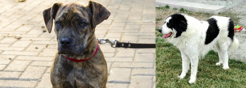 Ciobanesc de Bucovina vs Catahoula Bulldog - Breed Comparison