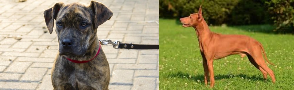 Cirneco dell'Etna vs Catahoula Bulldog - Breed Comparison