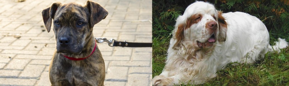 Clumber Spaniel vs Catahoula Bulldog - Breed Comparison