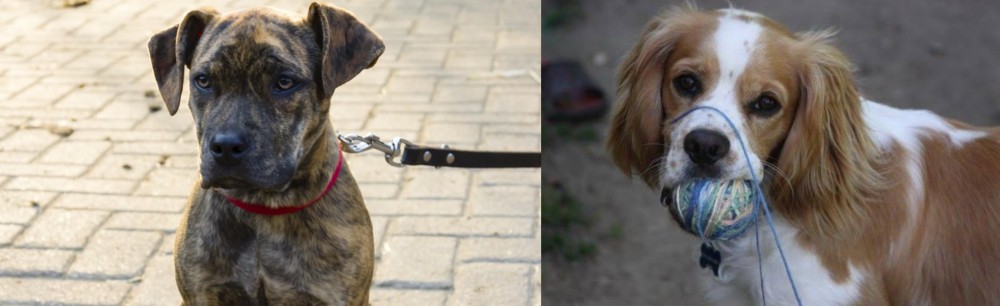 Cockalier vs Catahoula Bulldog - Breed Comparison