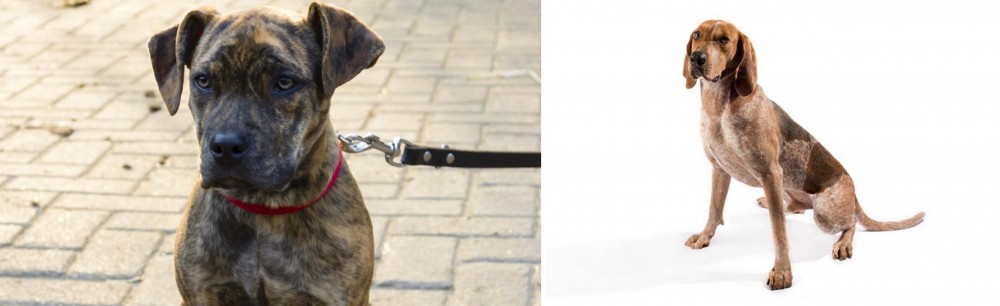 Coonhound vs Catahoula Bulldog - Breed Comparison
