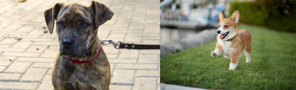 Corgi vs Catahoula Bulldog - Breed Comparison