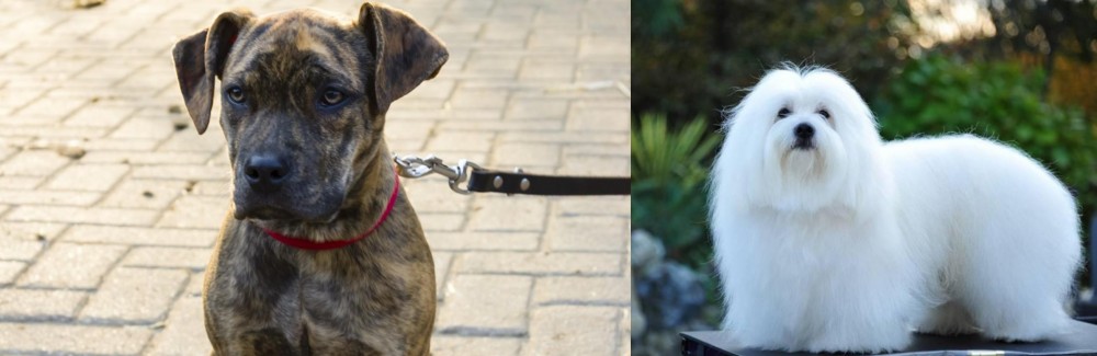 Coton De Tulear vs Catahoula Bulldog - Breed Comparison