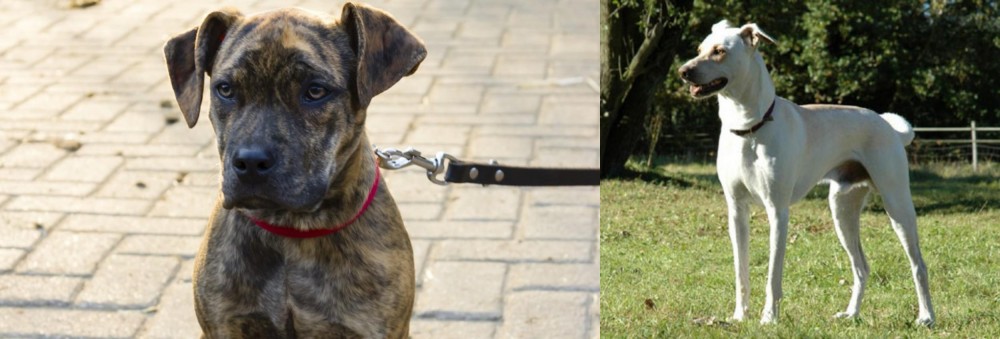 Cretan Hound vs Catahoula Bulldog - Breed Comparison