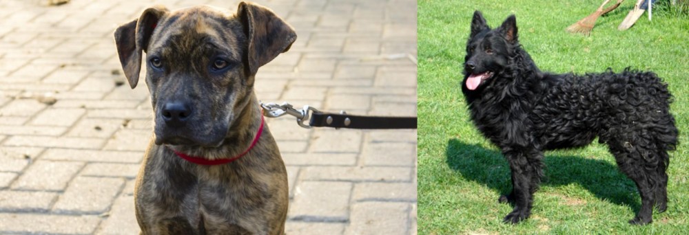 Croatian Sheepdog vs Catahoula Bulldog - Breed Comparison