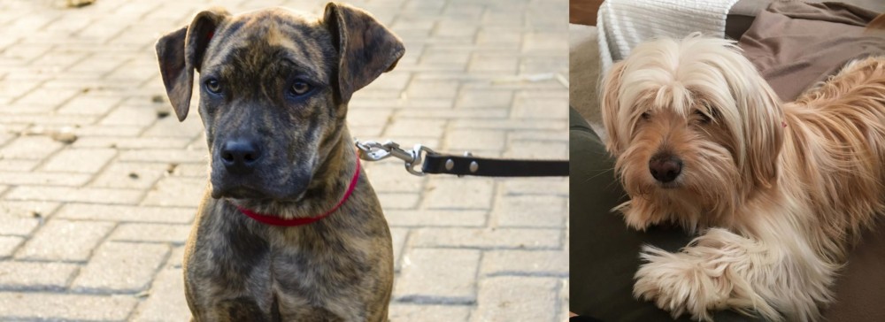 Cyprus Poodle vs Catahoula Bulldog - Breed Comparison