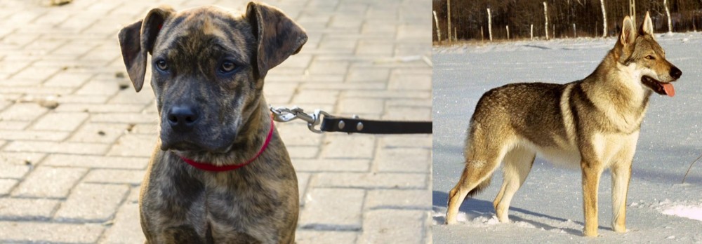 Czechoslovakian Wolfdog vs Catahoula Bulldog - Breed Comparison