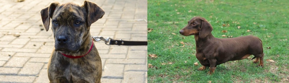 Dachshund vs Catahoula Bulldog - Breed Comparison