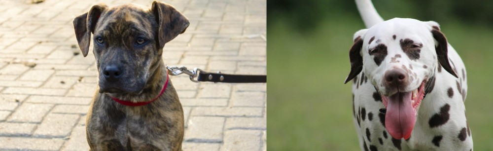 Dalmatian vs Catahoula Bulldog - Breed Comparison