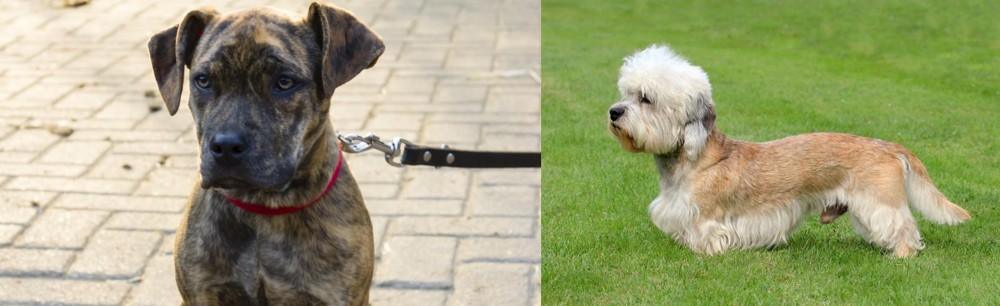 Dandie Dinmont Terrier vs Catahoula Bulldog - Breed Comparison