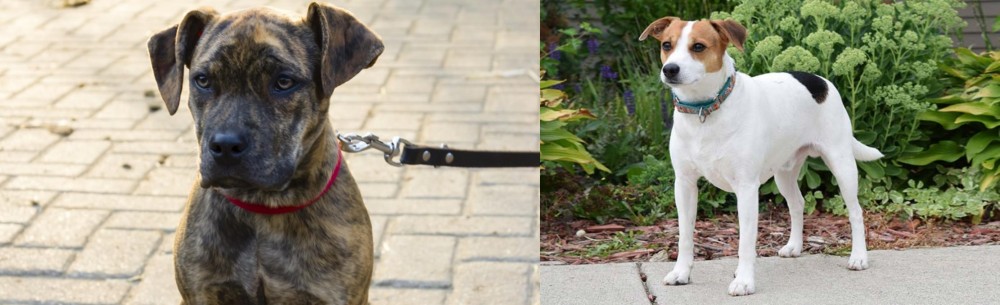 Danish Swedish Farmdog vs Catahoula Bulldog - Breed Comparison