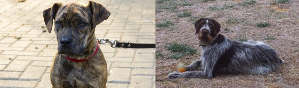 Deutsch Drahthaar vs Catahoula Bulldog - Breed Comparison