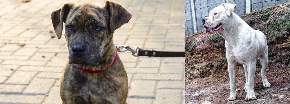 Dogo Guatemalteco vs Catahoula Bulldog - Breed Comparison