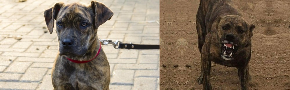 Dogo Sardesco vs Catahoula Bulldog - Breed Comparison
