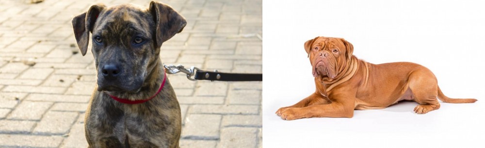 Dogue De Bordeaux vs Catahoula Bulldog - Breed Comparison