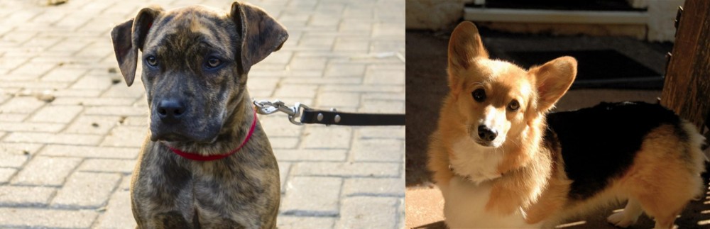 Dorgi vs Catahoula Bulldog - Breed Comparison