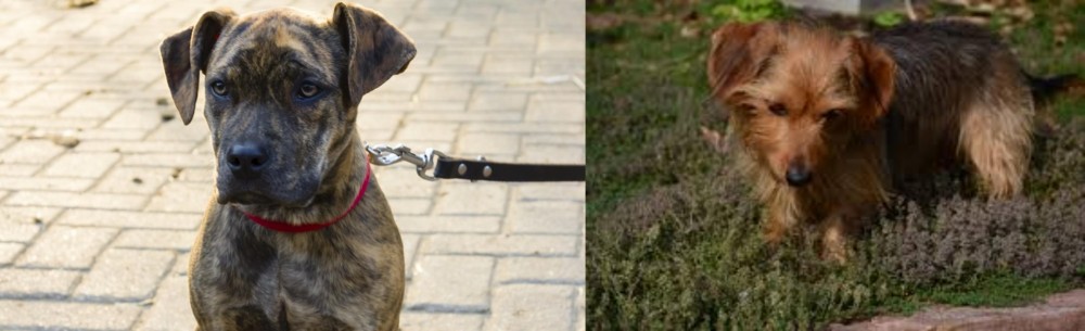 Dorkie vs Catahoula Bulldog - Breed Comparison