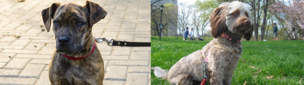 Doxiepoo vs Catahoula Bulldog - Breed Comparison