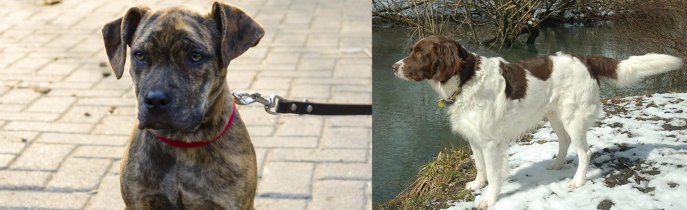 Drentse Patrijshond vs Catahoula Bulldog - Breed Comparison