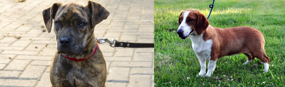 Drever vs Catahoula Bulldog - Breed Comparison