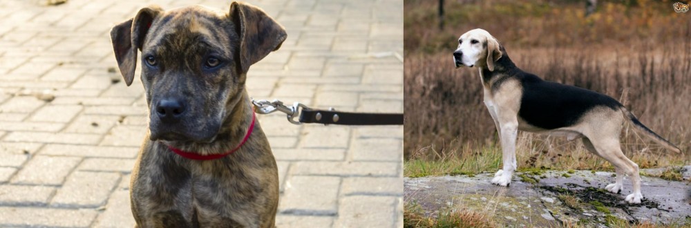 Dunker vs Catahoula Bulldog - Breed Comparison