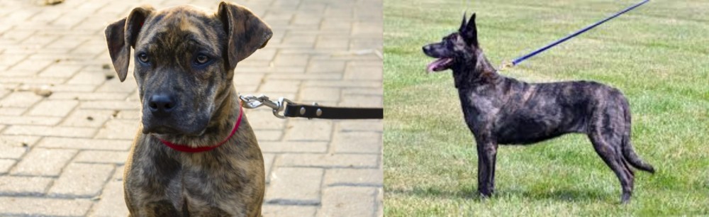 Dutch Shepherd vs Catahoula Bulldog - Breed Comparison