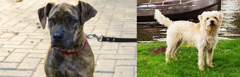 Dutch Smoushond vs Catahoula Bulldog - Breed Comparison