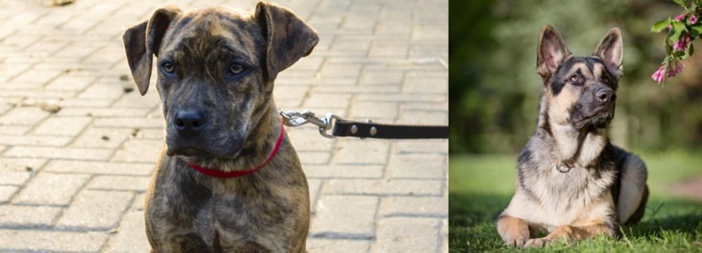 East European Shepherd vs Catahoula Bulldog - Breed Comparison