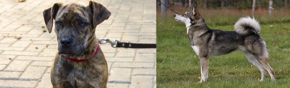 East Siberian Laika vs Catahoula Bulldog - Breed Comparison